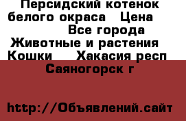 Персидский котенок белого окраса › Цена ­ 35 000 - Все города Животные и растения » Кошки   . Хакасия респ.,Саяногорск г.